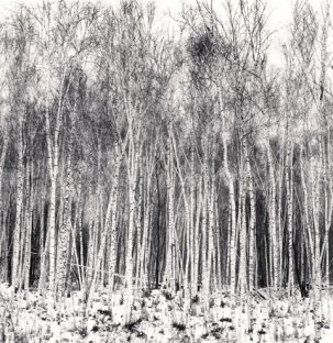 Silver Birch Forest